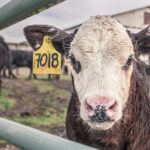 Workshop mit Tierwohl im Fokus