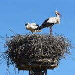 Exkursion zum Storchenhof