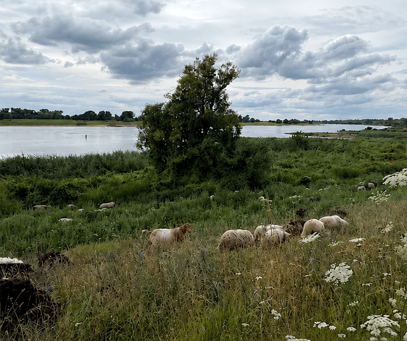 Workshop: Vom Deichschaf zur Wolle